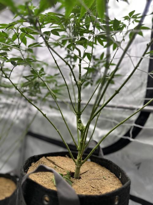 The Spice Twenty20 Mars-GD. Week 10