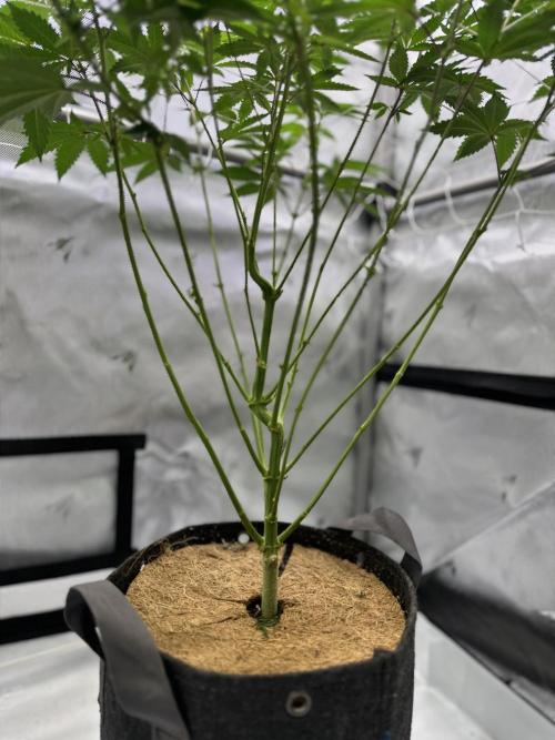 The Spice Twenty20 Mars-GD. Week 10