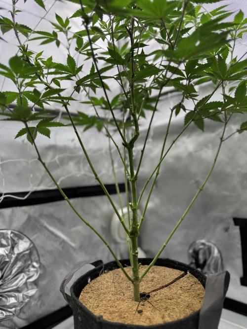 The Spice Twenty20 Mars-GD. Week 10