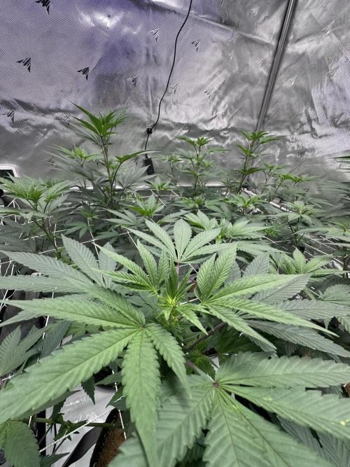 The Spice Twenty20 Mars-GD. Week 10