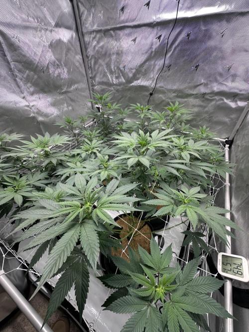 The Spice Twenty20 Mars-GD. Week 10