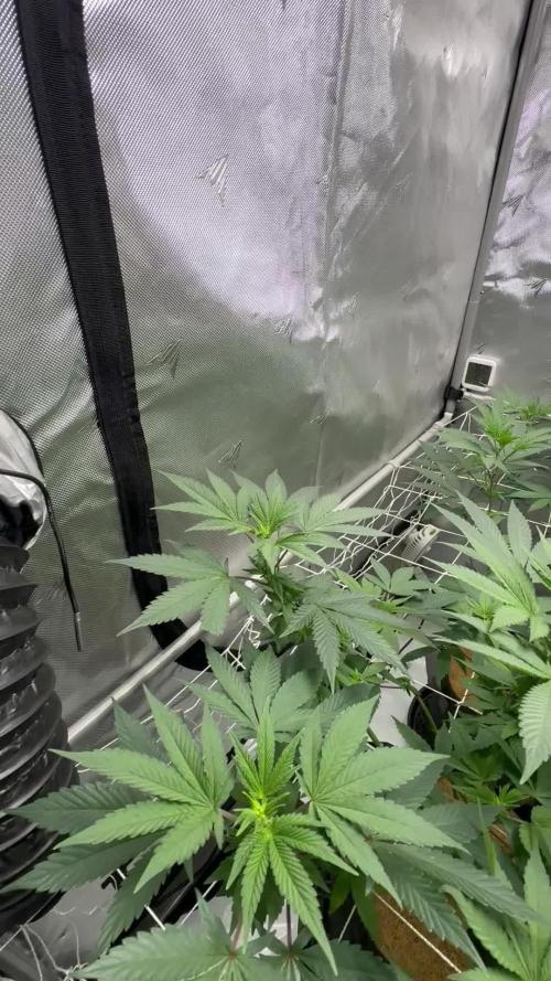 The Spice Twenty20 Mars-GD