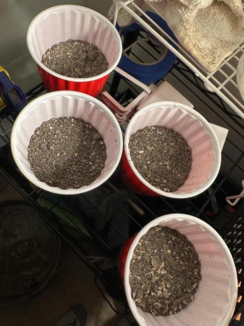 The Spice Twenty20 Mars-GD. Week 11