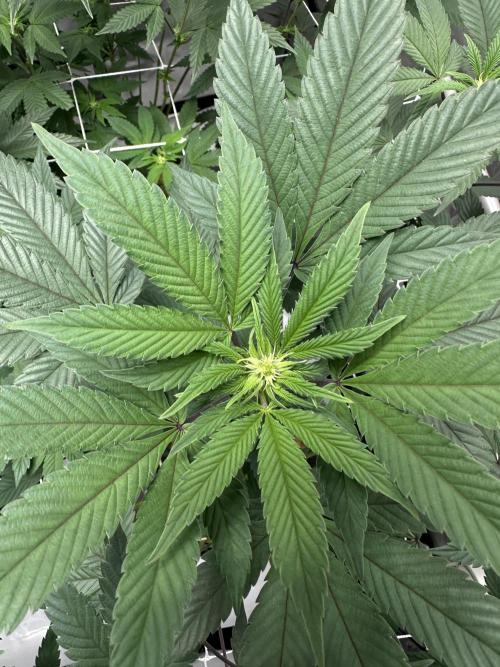 The Spice Twenty20 Mars-GD. Week 11