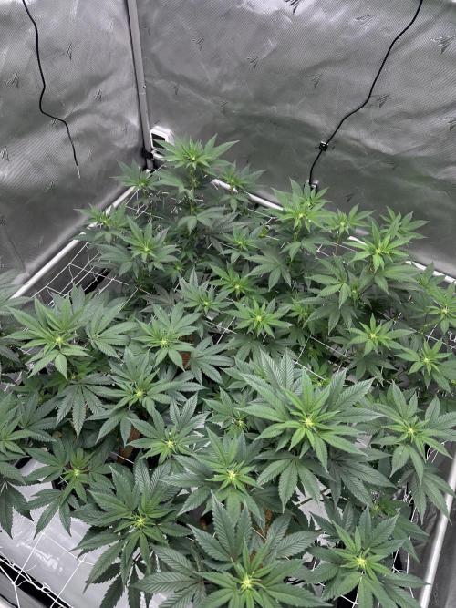 The Spice Twenty20 Mars-GD. Week 11