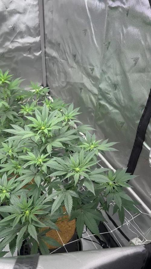 The Spice Twenty20 Mars-GD