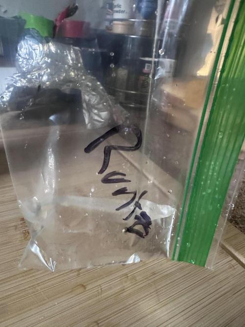 Runtz and Chem Brulee by Zamnesia. Week 0