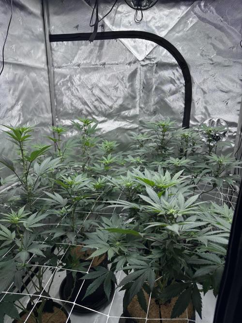 The Spice Twenty20 Mars-GD. Week 11