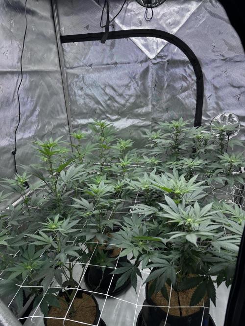 The Spice Twenty20 Mars-GD. Week 11