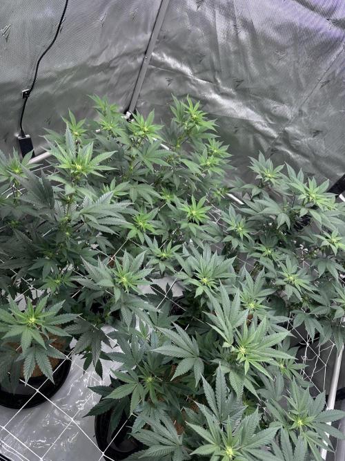 The Spice Twenty20 Mars-GD. Week 11