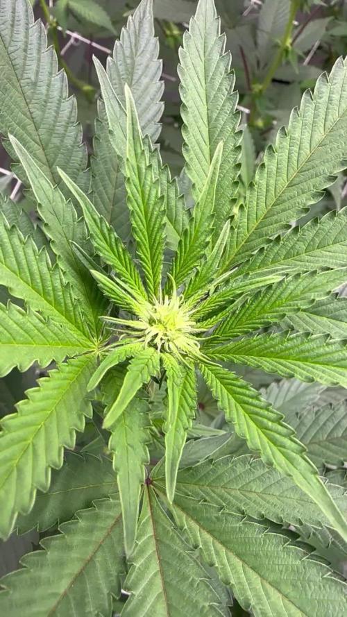 The Spice Twenty20 Mars-GD