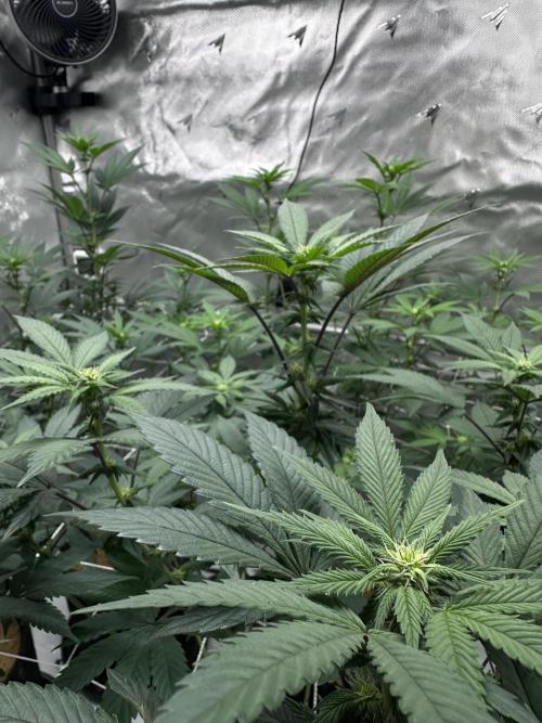 The Spice Twenty20 Mars-GD. Week 11