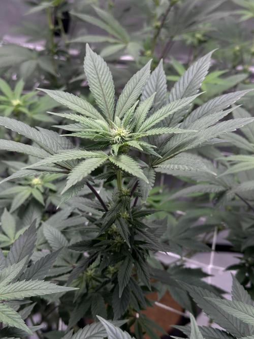 The Spice Twenty20 Mars-GD. Week 11