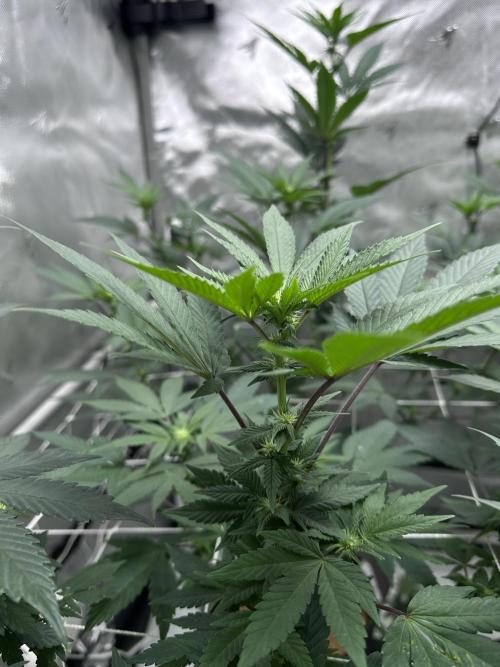 The Spice Twenty20 Mars-GD. Week 11