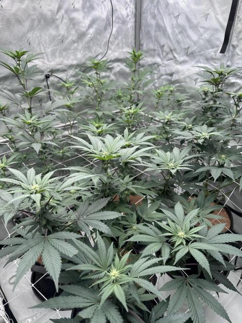 The Spice Twenty20 Mars-GD. Week 11