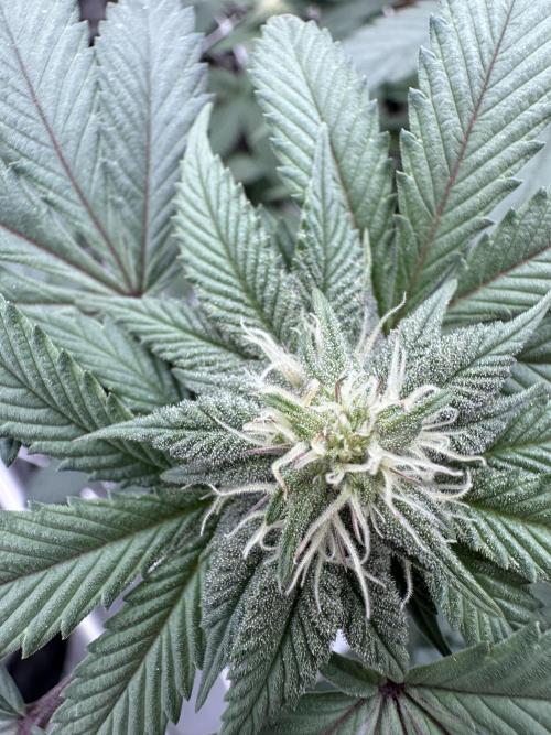 The Spice Twenty20 Mars-GD. Week 12