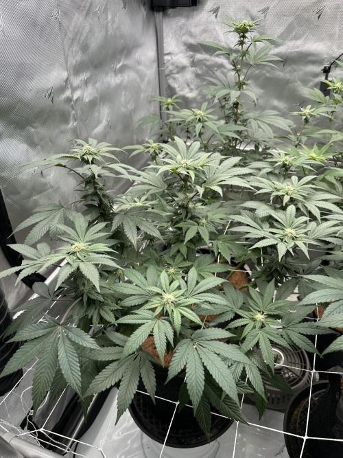 The Spice Twenty20 Mars-GD. Week 12