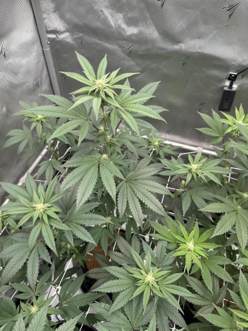 The Spice Twenty20 Mars-GD. Week 12