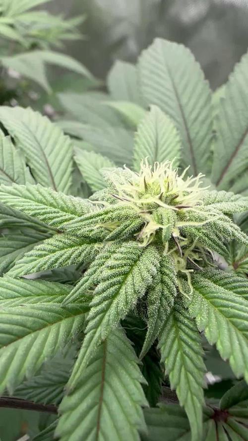 The Spice Twenty20 Mars-GD