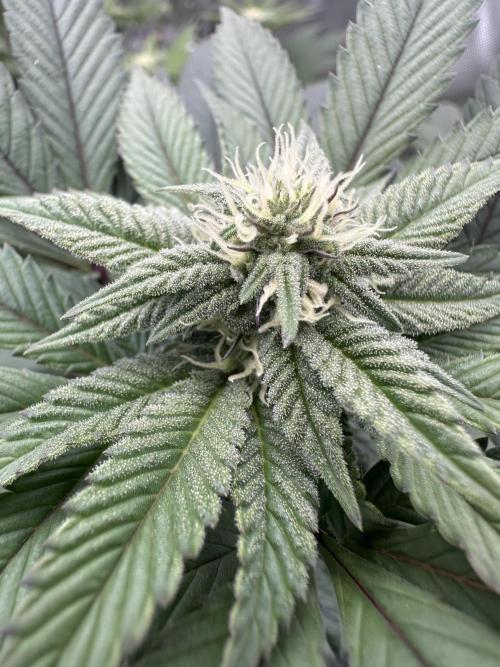 The Spice Twenty20 Mars-GD. Week 12