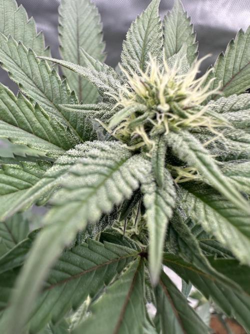 The Spice Twenty20 Mars-GD. Week 12