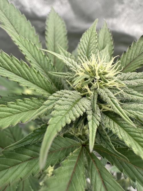 The Spice Twenty20 Mars-GD. Week 12