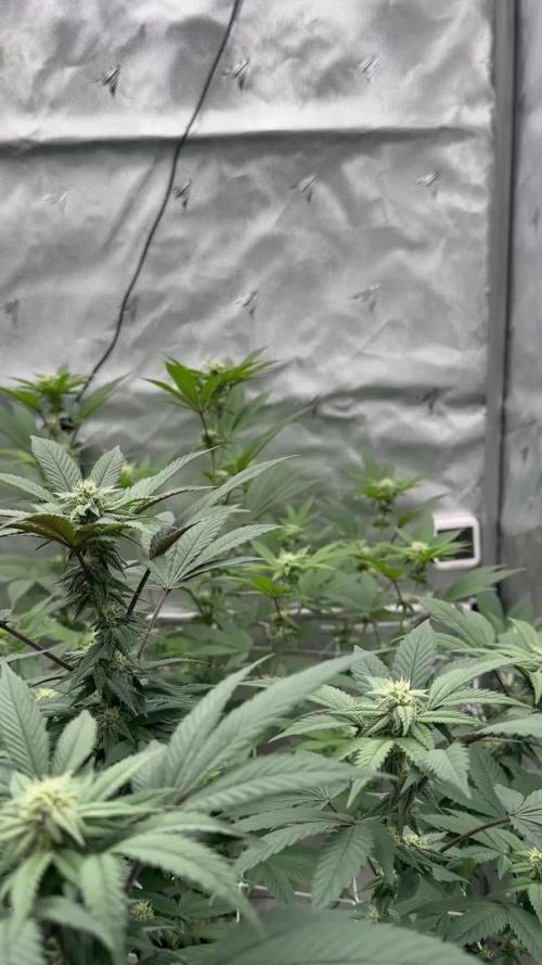 The Spice Twenty20 Mars-GD