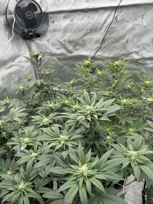 The Spice Twenty20 Mars-GD. Week 12