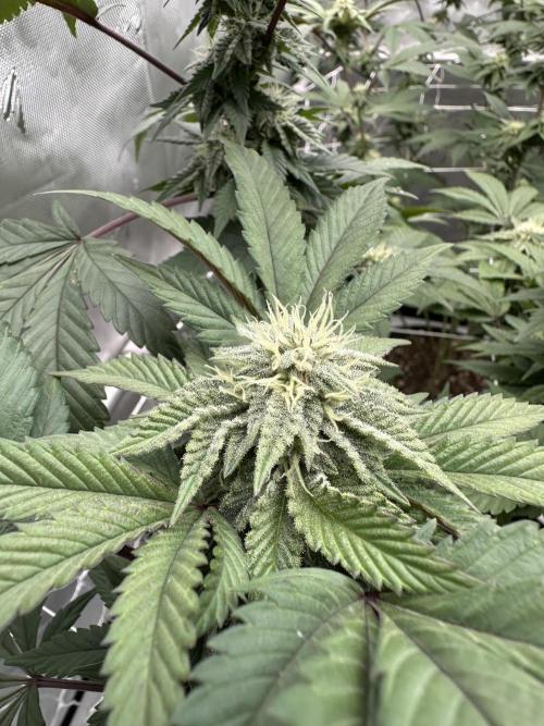 The Spice Twenty20 Mars-GD. Week 13