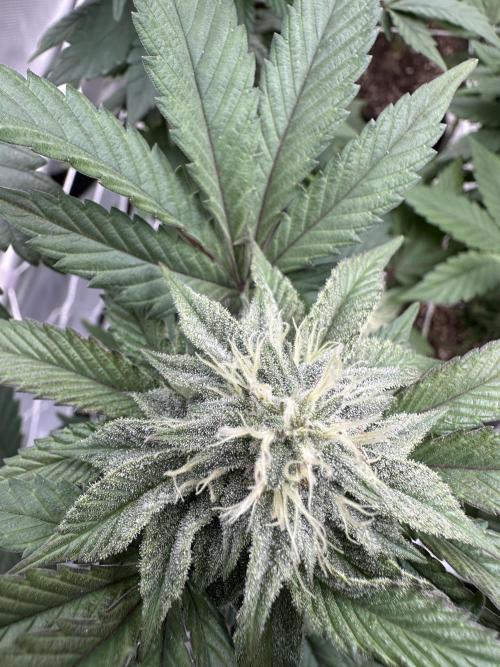 The Spice Twenty20 Mars-GD. Week 13