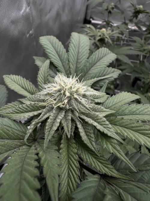 The Spice Twenty20 Mars-GD. Week 13