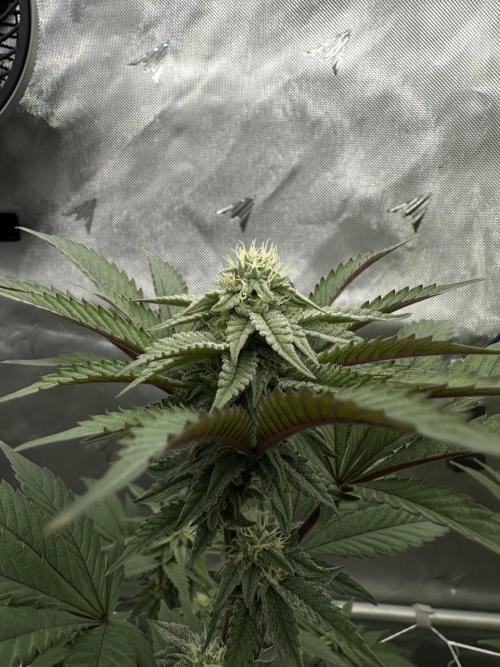 The Spice Twenty20 Mars-GD. Week 13