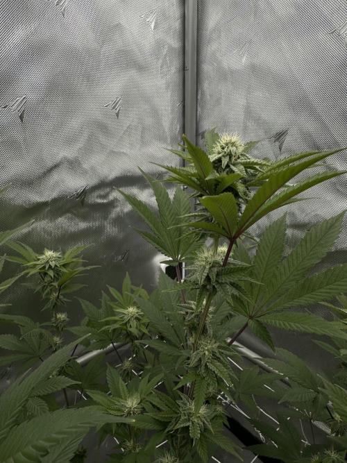 The Spice Twenty20 Mars-GD. Week 13