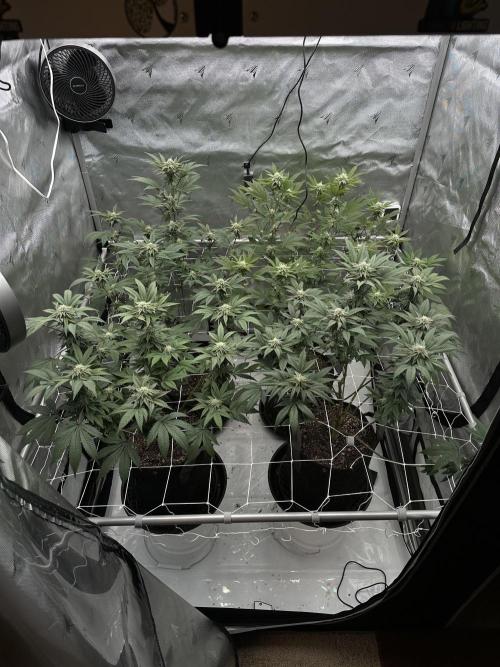 The Spice Twenty20 Mars-GD. Week 13