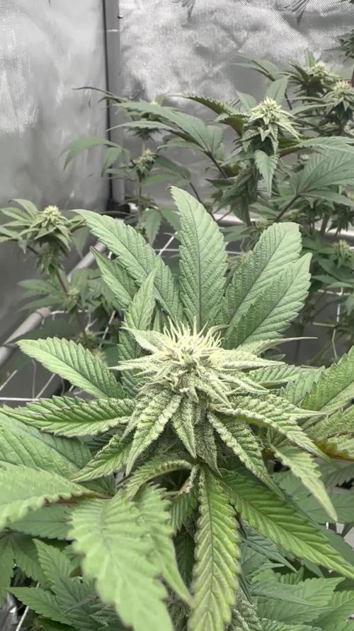 The Spice Twenty20 Mars-GD