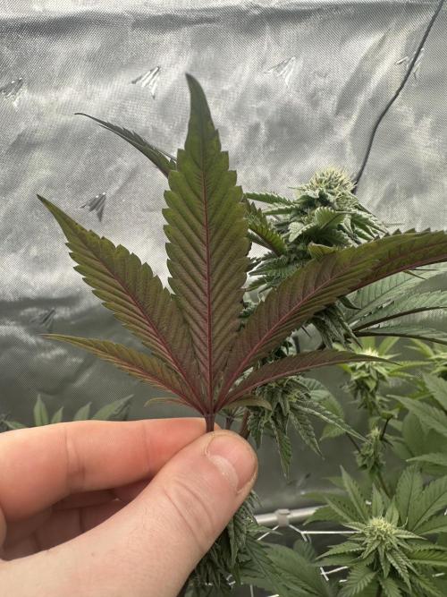 The Spice Twenty20 Mars-GD. Week 13