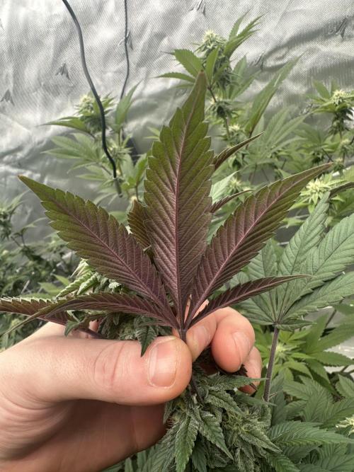 The Spice Twenty20 Mars-GD. Week 13