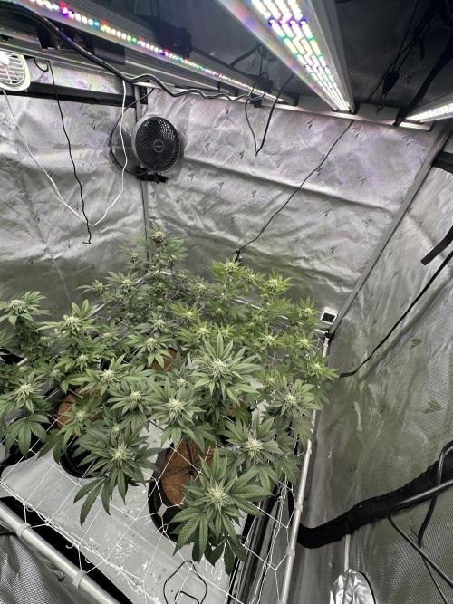 The Spice Twenty20 Mars-GD. Week 12