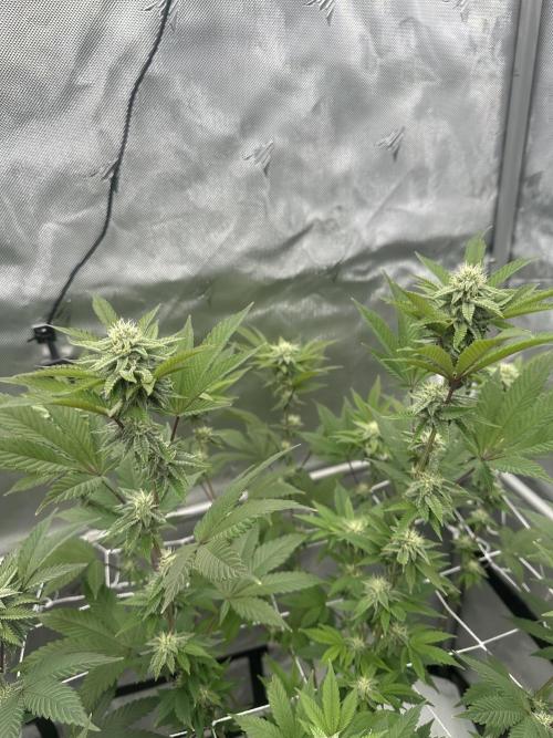 The Spice Twenty20 Mars-GD. Week 12