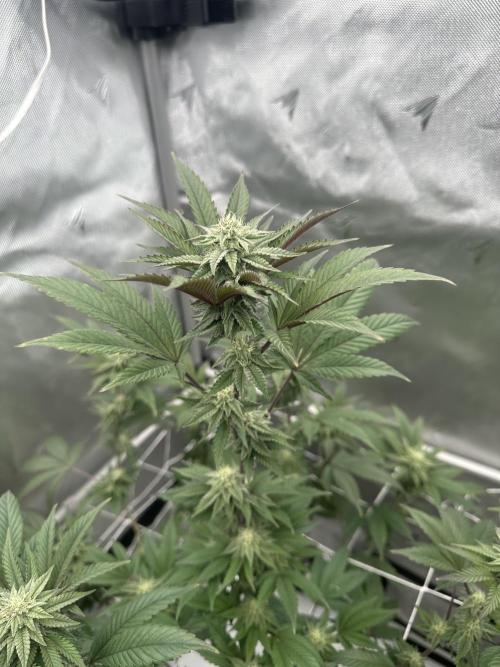 The Spice Twenty20 Mars-GD. Week 12