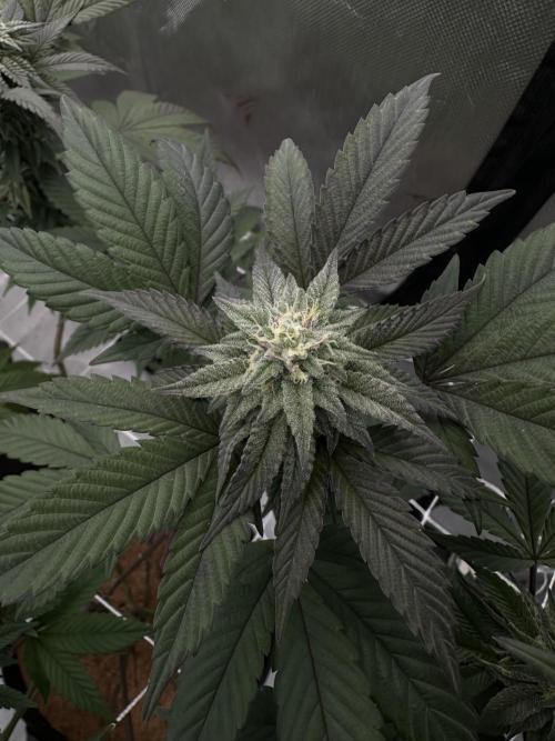 The Spice Twenty20 Mars-GD. Week 12