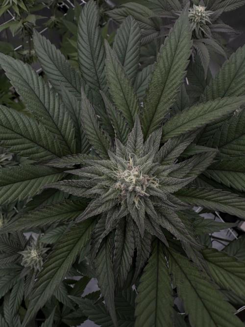 The Spice Twenty20 Mars-GD. Week 12