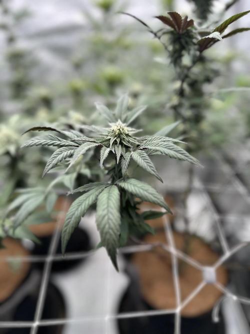 The Spice Twenty20 Mars-GD. Week 12