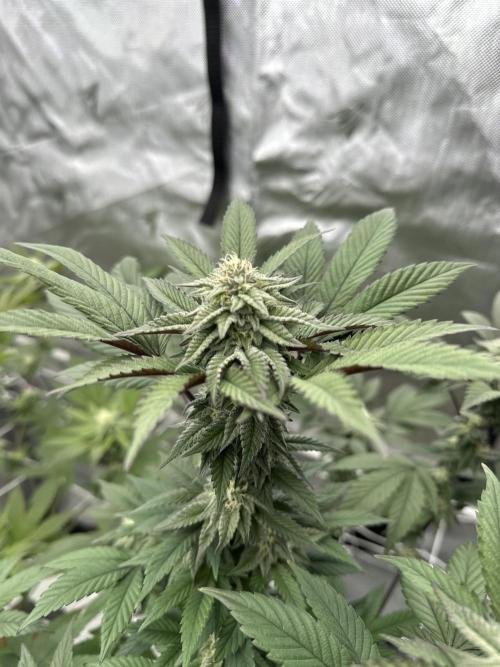 The Spice Twenty20 Mars-GD. Week 12