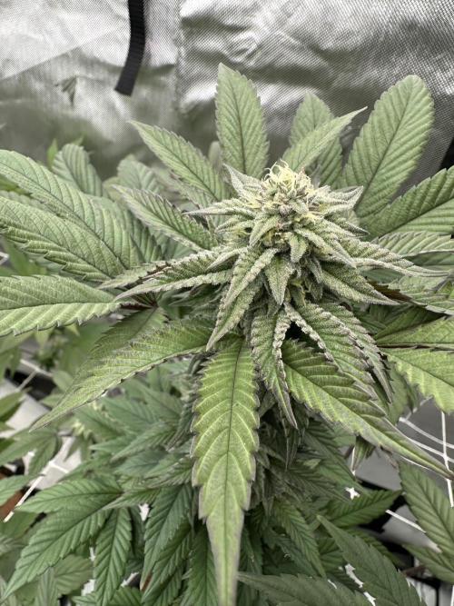 The Spice Twenty20 Mars-GD. Week 12