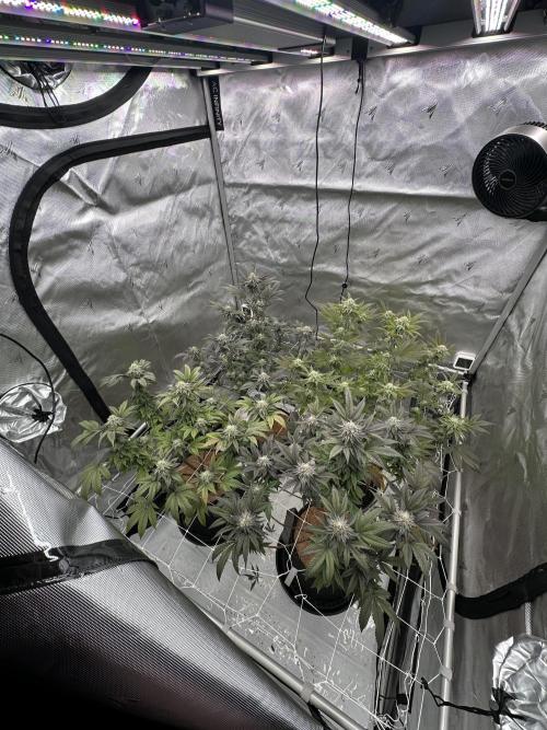 The Spice Twenty20 Mars-GD. Week 14