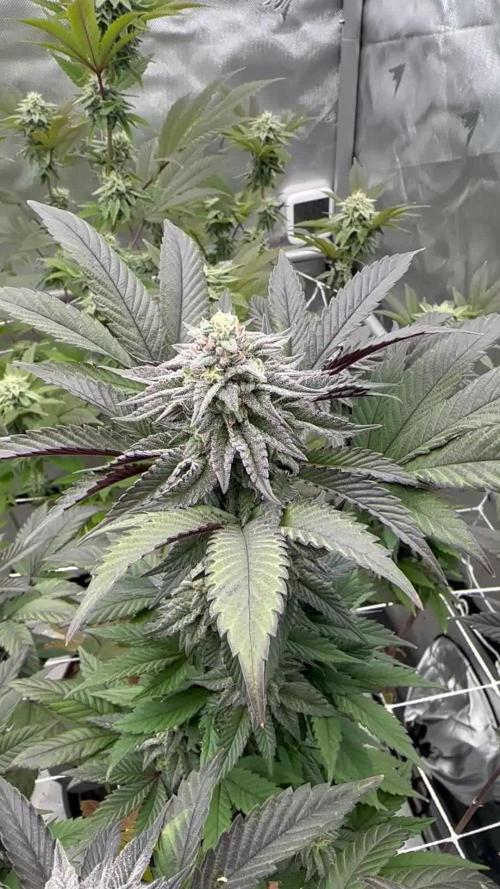 The Spice Twenty20 Mars-GD