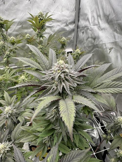 The Spice Twenty20 Mars-GD. Week 14