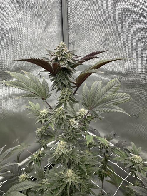 The Spice Twenty20 Mars-GD. Week 14