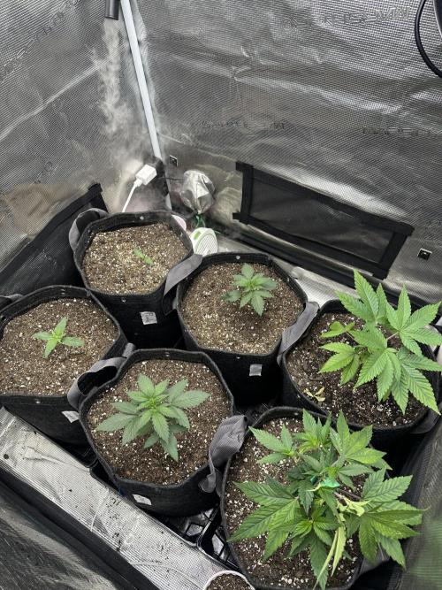 5 flavor run!. Week 1